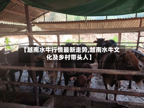 【越南水牛行情最新走势,越南水牛文化及乡村带头人】