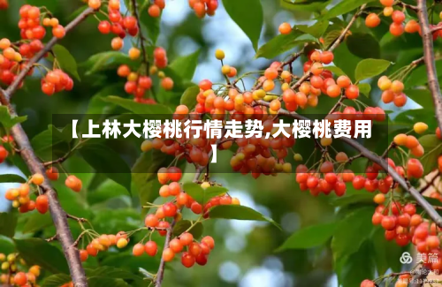 【上林大樱桃行情走势,大樱桃费用】