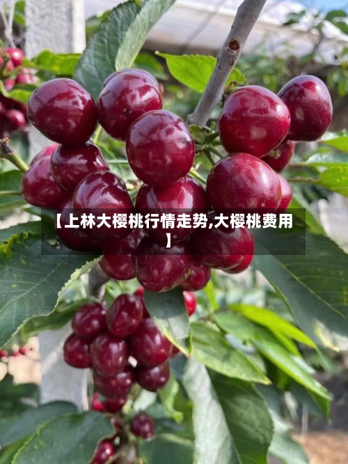 【上林大樱桃行情走势,大樱桃费用】-第2张图片