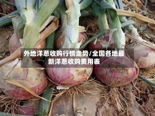 外地洋葱收购行情走势/全国各地最新洋葱收购费用表