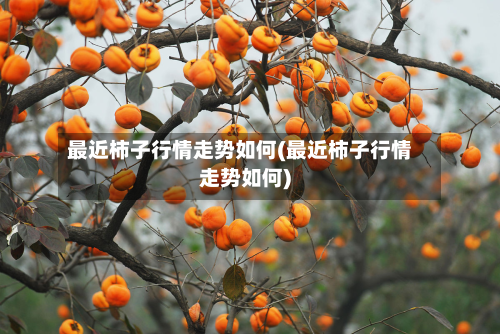 最近柿子行情走势如何(最近柿子行情走势如何)