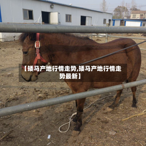 【矮马产地行情走势,矮马产地行情走势最新】