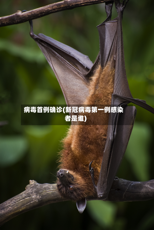 病毒首例确诊(新冠病毒第一例感染者是谁)