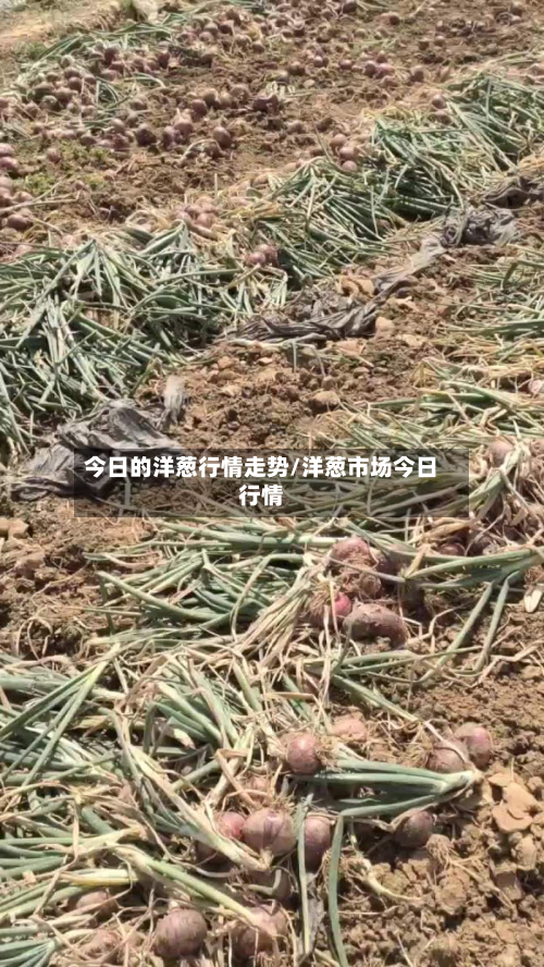 今日的洋葱行情走势/洋葱市场今日行情