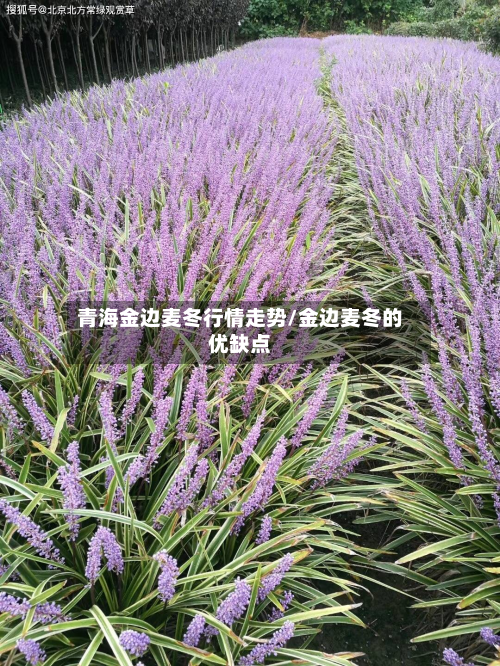 青海金边麦冬行情走势/金边麦冬的优缺点
