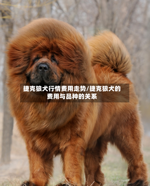 捷克狼犬行情费用走势/捷克狼犬的费用与品种的关系-第2张图片
