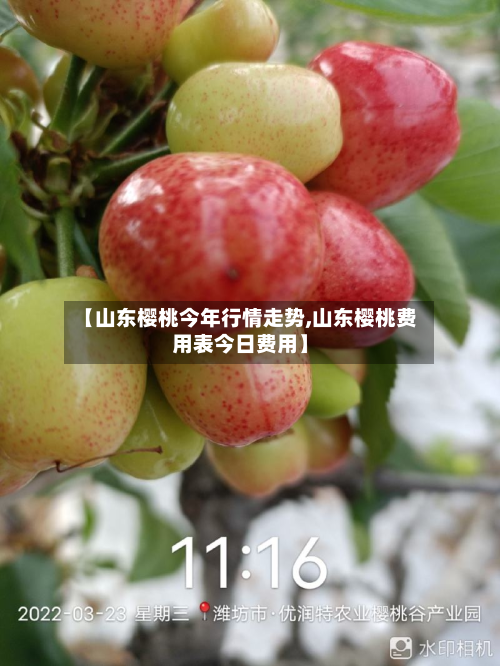 【山东樱桃今年行情走势,山东樱桃费用表今日费用】-第2张图片