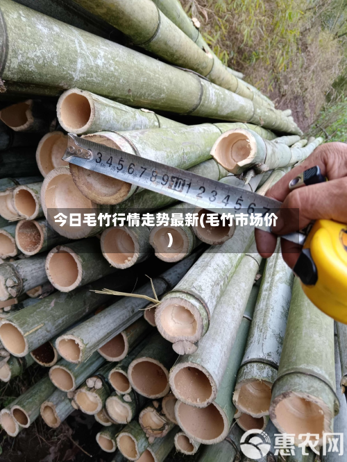 今日毛竹行情走势最新(毛竹市场价)