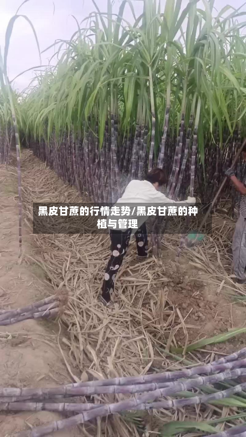 黑皮甘蔗的行情走势/黑皮甘蔗的种植与管理-第2张图片