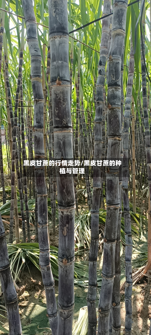 黑皮甘蔗的行情走势/黑皮甘蔗的种植与管理