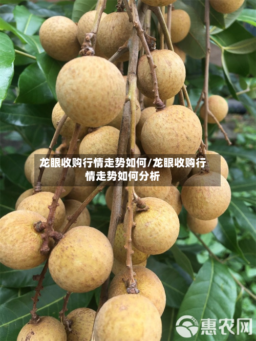 龙眼收购行情走势如何/龙眼收购行情走势如何分析-第2张图片