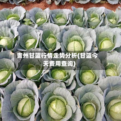 贵州甘蓝行情走势分析(甘蓝今天费用查询)-第3张图片