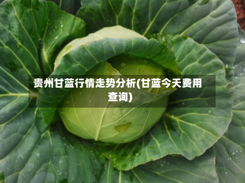 贵州甘蓝行情走势分析(甘蓝今天费用查询)-第2张图片