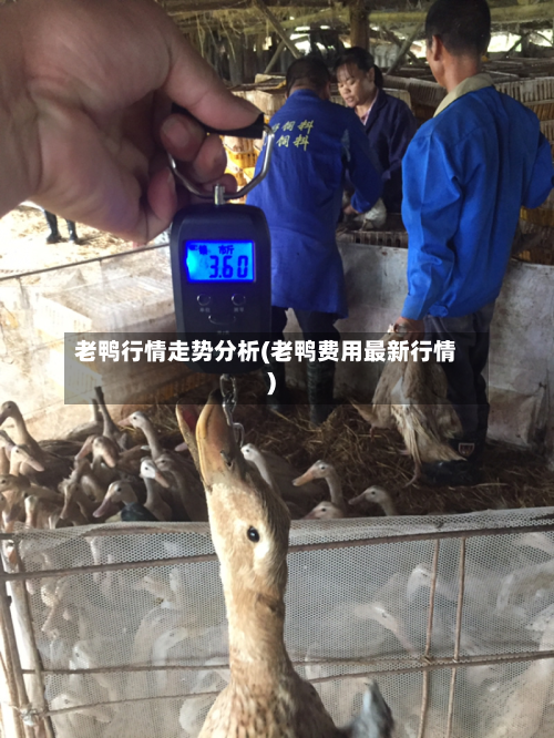 老鸭行情走势分析(老鸭费用最新行情)