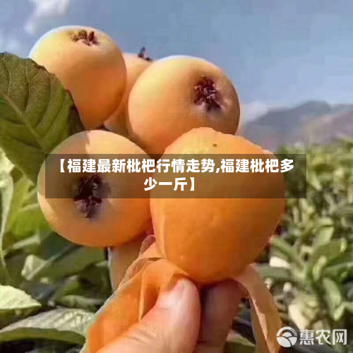 【福建最新枇杷行情走势,福建枇杷多少一斤】
