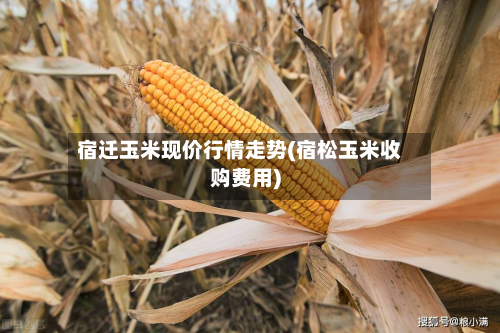 宿迁玉米现价行情走势(宿松玉米收购费用)