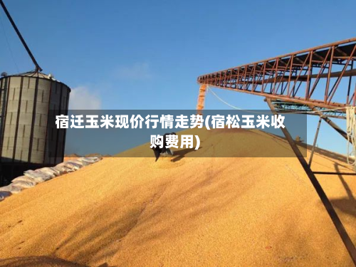 宿迁玉米现价行情走势(宿松玉米收购费用)-第2张图片