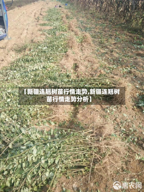 【新疆连翘树苗行情走势,新疆连翘树苗行情走势分析】-第2张图片