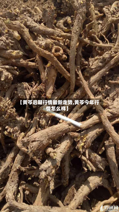【黄芩后期行情最新走势,黄芩今年行情怎么样】
