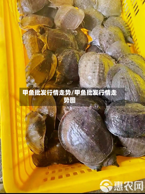 甲鱼批发行情走势/甲鱼批发行情走势图