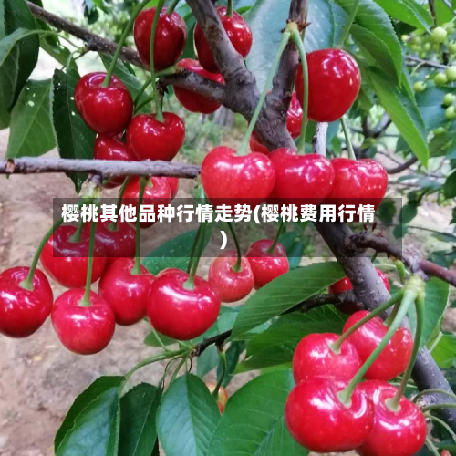 樱桃其他品种行情走势(樱桃费用行情)