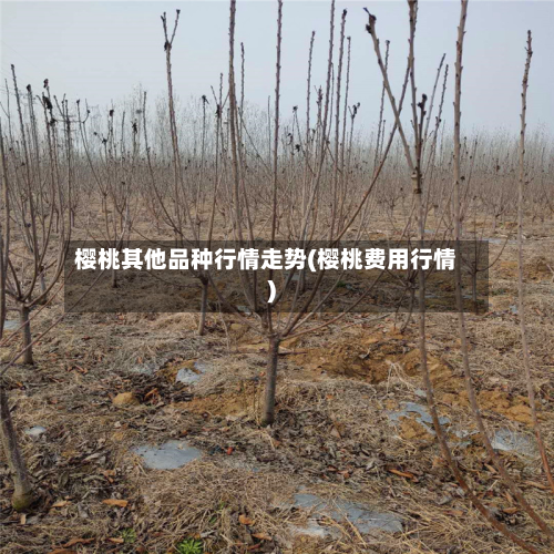 樱桃其他品种行情走势(樱桃费用行情)-第2张图片