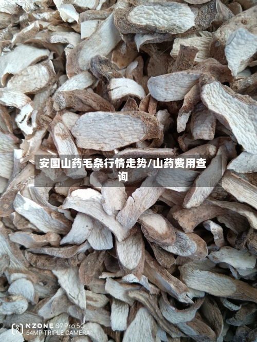 安国山药毛条行情走势/山药费用查询