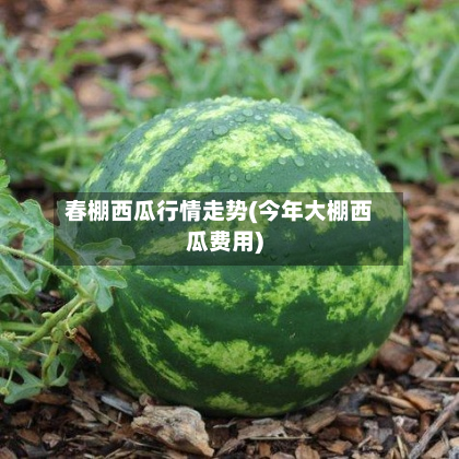 春棚西瓜行情走势(今年大棚西瓜费用)