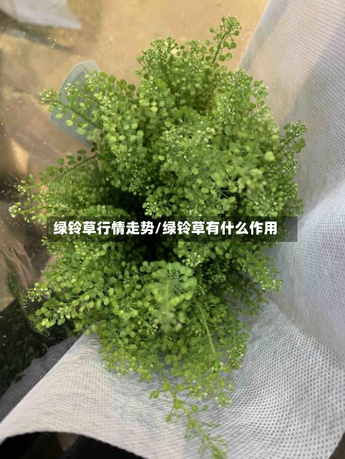 绿铃草行情走势/绿铃草有什么作用