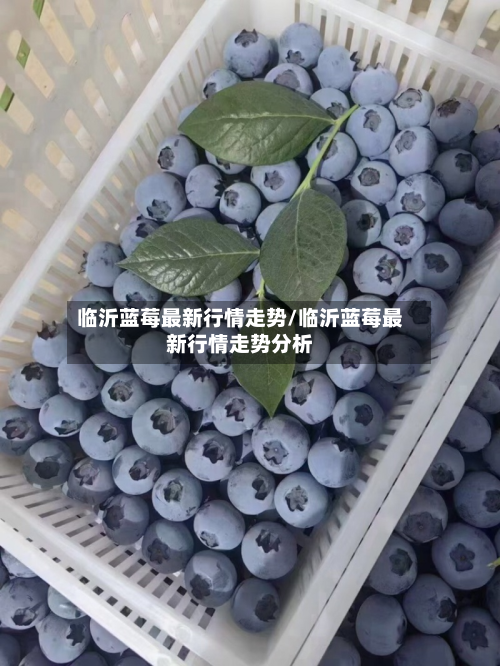临沂蓝莓最新行情走势/临沂蓝莓最新行情走势分析-第3张图片