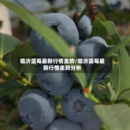 临沂蓝莓最新行情走势/临沂蓝莓最新行情走势分析-第2张图片