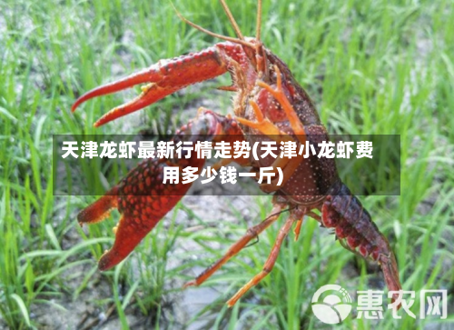 天津龙虾最新行情走势(天津小龙虾费用多少钱一斤)-第2张图片