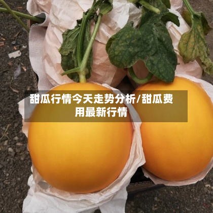 甜瓜行情今天走势分析/甜瓜费用最新行情-第2张图片