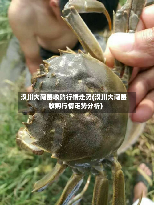 汉川大闸蟹收购行情走势(汉川大闸蟹收购行情走势分析)