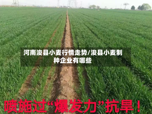 河南浚县小麦行情走势/浚县小麦制种企业有哪些-第2张图片