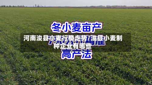 河南浚县小麦行情走势/浚县小麦制种企业有哪些