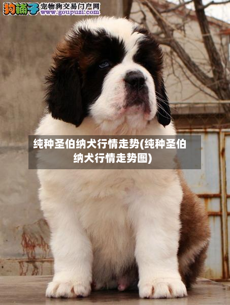 纯种圣伯纳犬行情走势(纯种圣伯纳犬行情走势图)