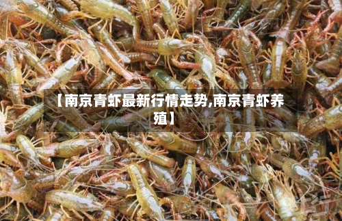 【南京青虾最新行情走势,南京青虾养殖】