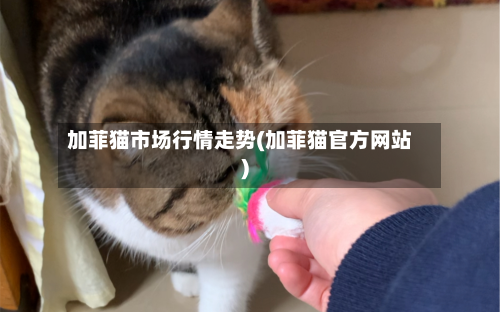 加菲猫市场行情走势(加菲猫官方网站)-第3张图片