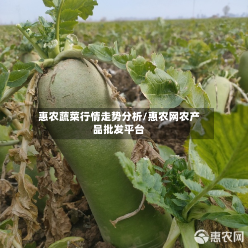 惠农蔬菜行情走势分析/惠农网农产品批发平台