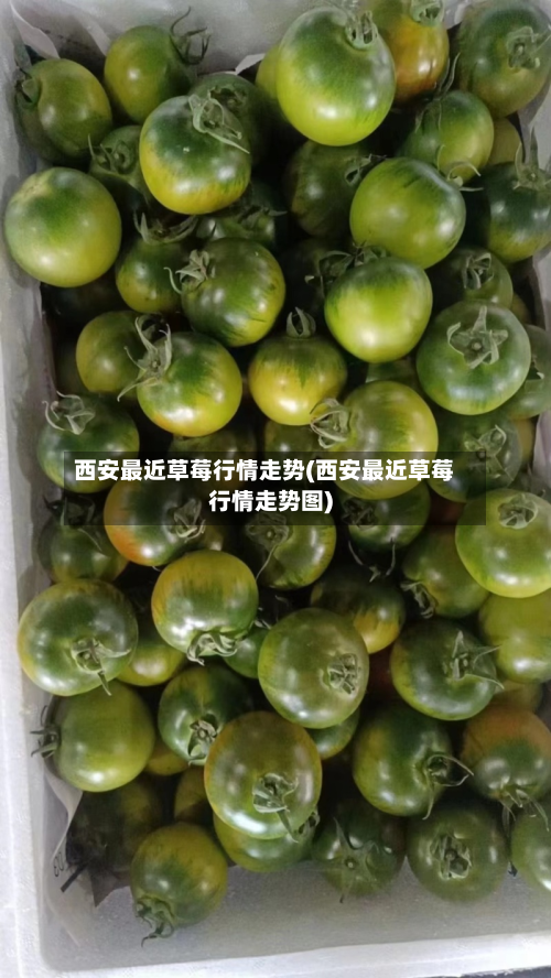西安最近草莓行情走势(西安最近草莓行情走势图)-第2张图片