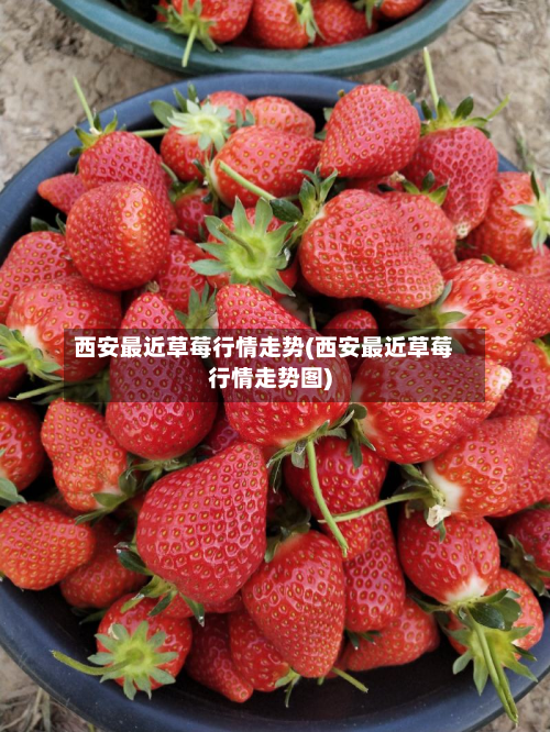 西安最近草莓行情走势(西安最近草莓行情走势图)