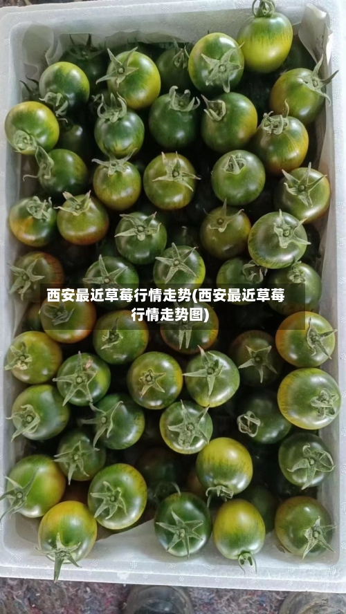 西安最近草莓行情走势(西安最近草莓行情走势图)-第3张图片