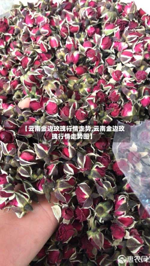 【云南金边玫瑰行情走势,云南金边玫瑰行情走势图】