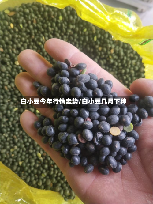 白小豆今年行情走势/白小豆几月下种-第2张图片