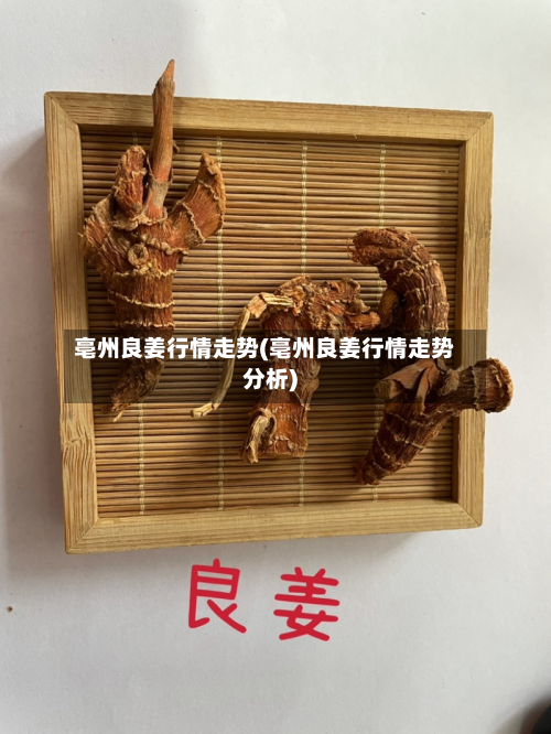 亳州良姜行情走势(亳州良姜行情走势分析)-第2张图片