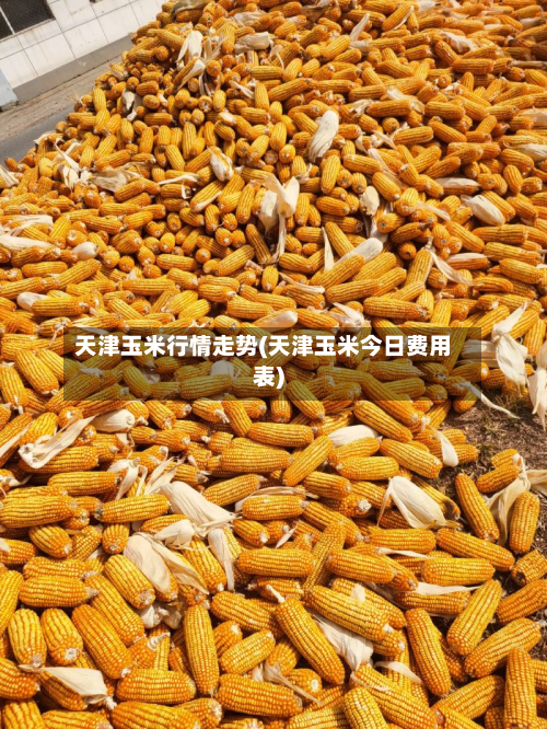 天津玉米行情走势(天津玉米今日费用表)