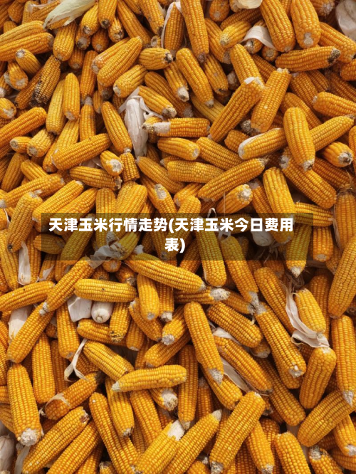 天津玉米行情走势(天津玉米今日费用表)-第2张图片