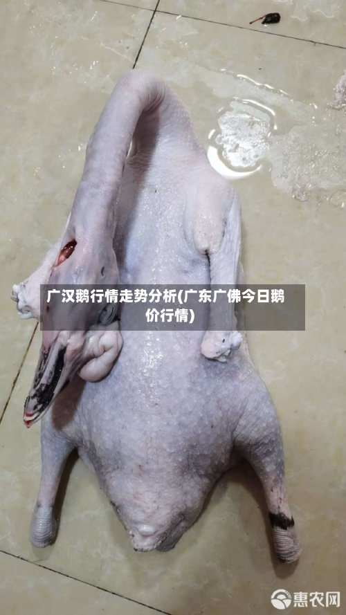 广汉鹅行情走势分析(广东广佛今日鹅价行情)-第2张图片