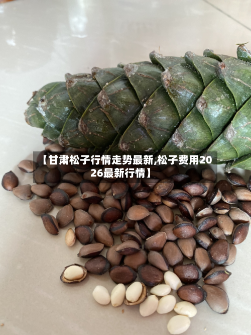 【甘肃松子行情走势最新,松子费用2026最新行情】